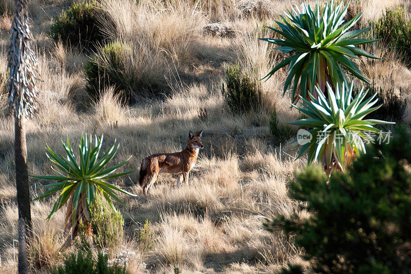 Simien red wolf abyssinian in Semien Mountain - Ethiopia